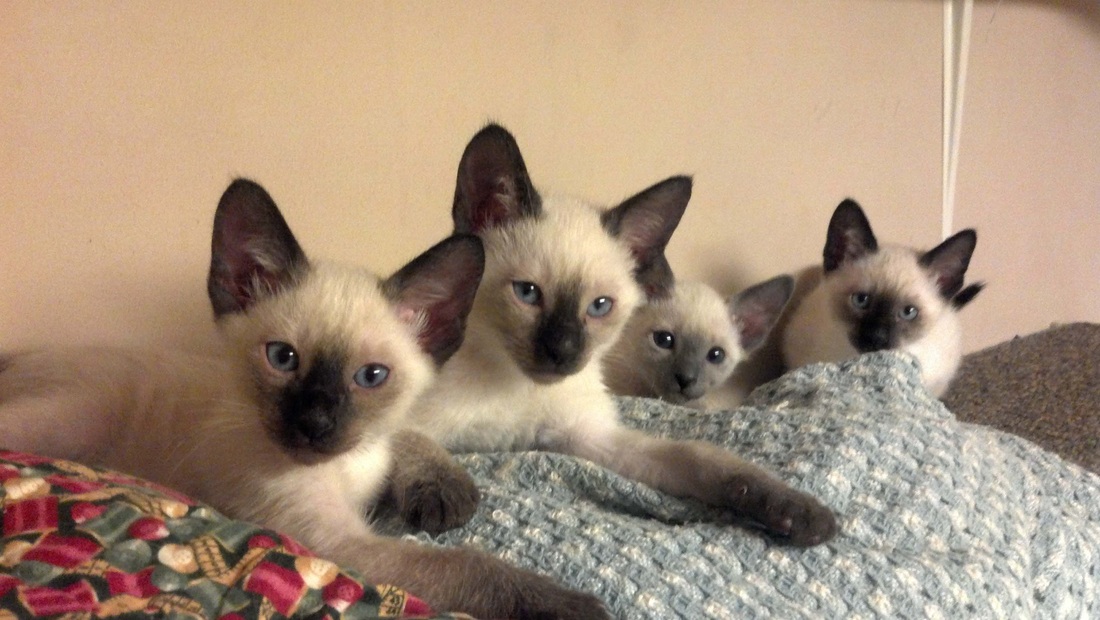 55 HQ Images Are Himalayan Siamese Cats Hypoallergenic Siamese